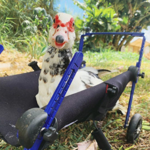 Duck Wheelchair at Aloha Animal Sanctuary
