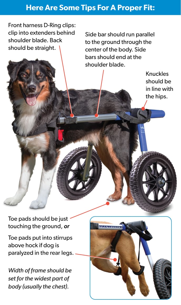 dog wheelchair adjustment guide