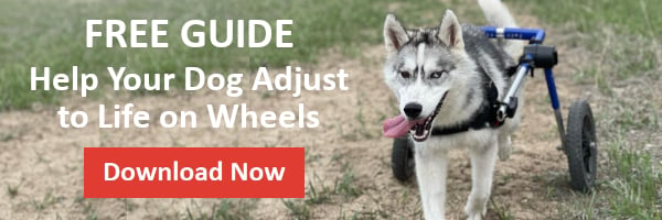 Guide to help dog get used to new wheelchair