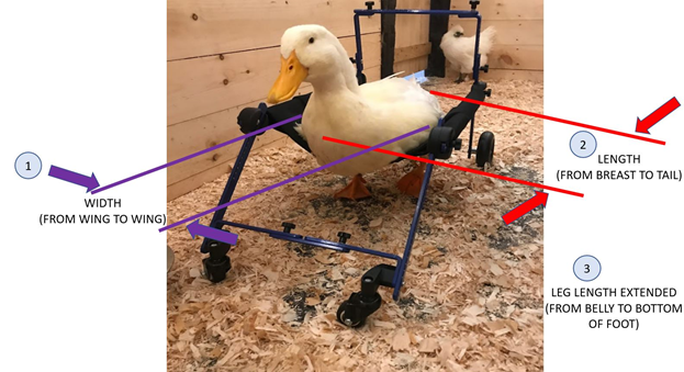 Measuring for a duck wheelchair